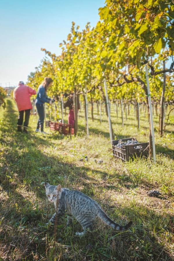 Agriturismo Bellofatto Torella dei Lombardi Exteriér fotografie