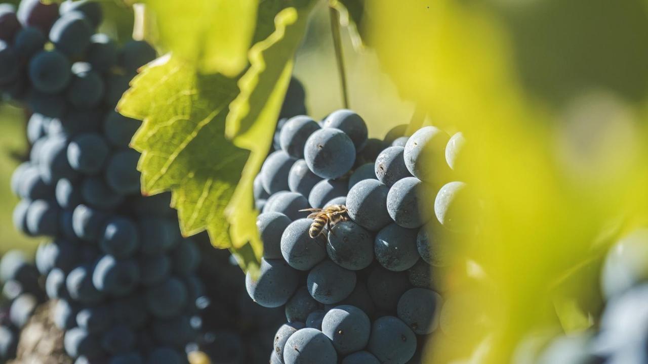 Agriturismo Bellofatto Torella dei Lombardi Exteriér fotografie